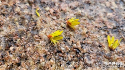 【難忘2023】落葉