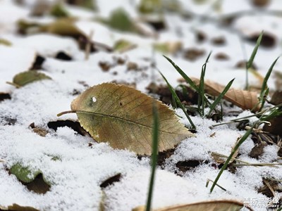 【快樂隨拍】+津城今冬初雪