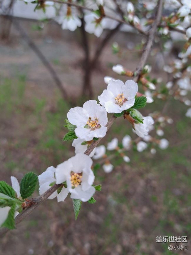 【自然的韻律】桃花春風(fēng)