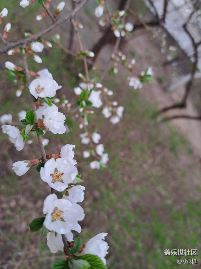 【自然的韻律】桃花春風(fēng)