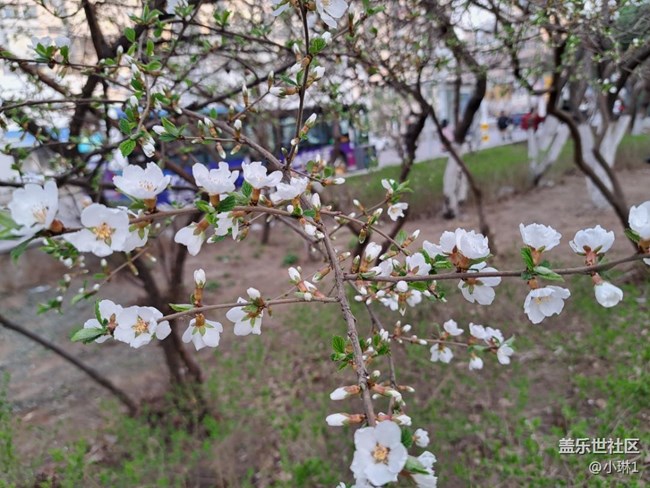 【自然的韻律】桃花春風(fēng)