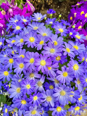 【難忘2023】花朵集錦