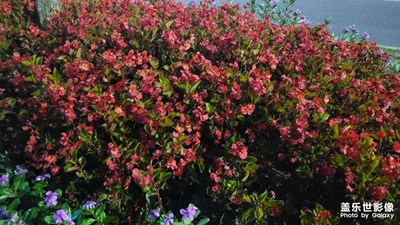 【難忘2023】秋季花圃