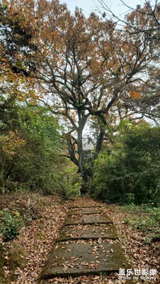 【難忘2023】滄桑古樹