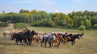 【隨處風(fēng)景】 +壩上秋歌之萬馬奔騰（二）