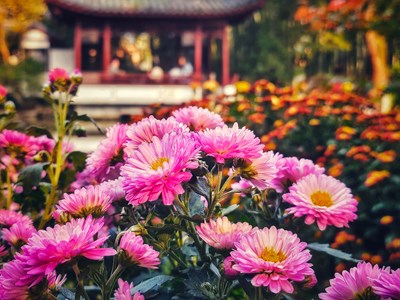 【隨處風(fēng)景】+ 花團(tuán)錦簇