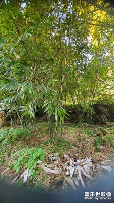 【難忘2023】竹林