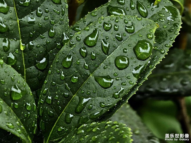 精品大咖秀 第二十八期：圣誕節(jié)快樂