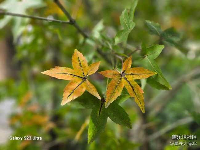 【冬日物語】+樹葉變色了