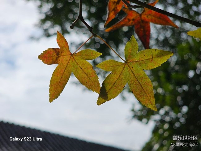 【冬日物語】+樹葉變色了