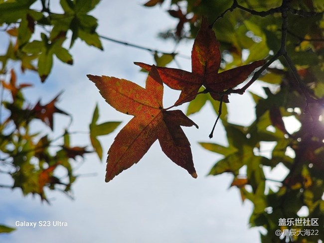 【冬日物語】+樹葉變色了