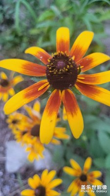 【難忘2023】秋季金菊