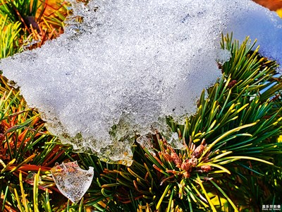 【冬日里的溫暖】+一抹生機(jī)