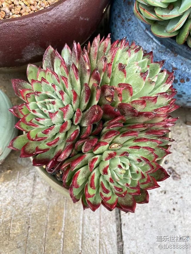 【浪漫的盡頭】雨后小肉