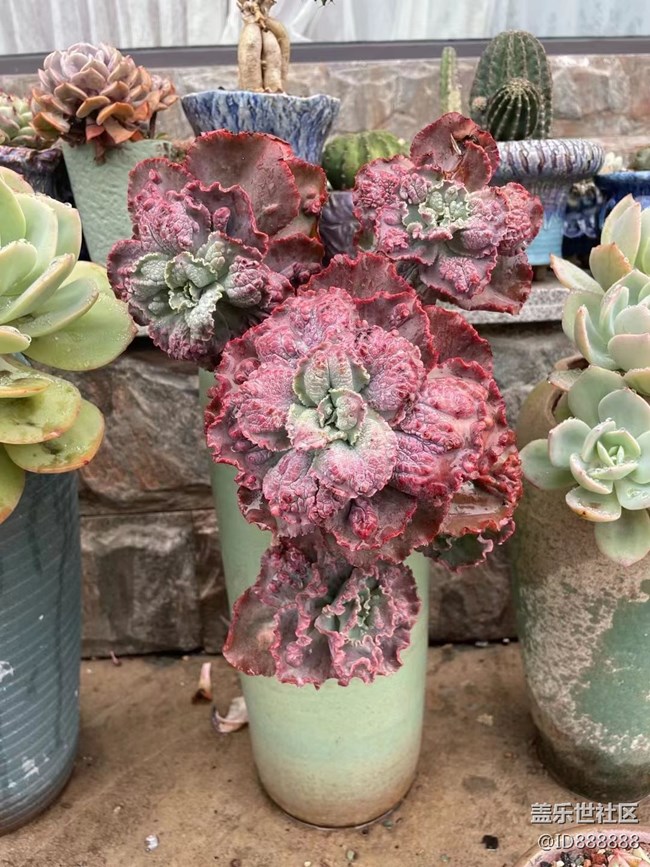 【浪漫的盡頭】雨后小肉