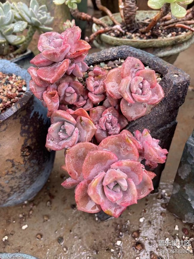 【浪漫的盡頭】雨后小肉