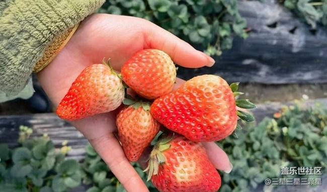 【冬日物语】摘草莓