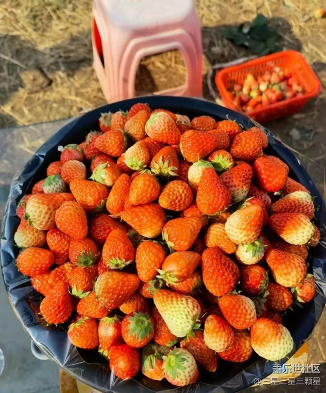 【冬日物语】摘草莓