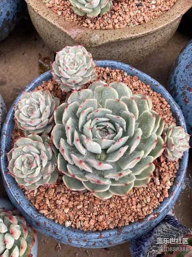 【浪漫的盡頭】雨后小肉