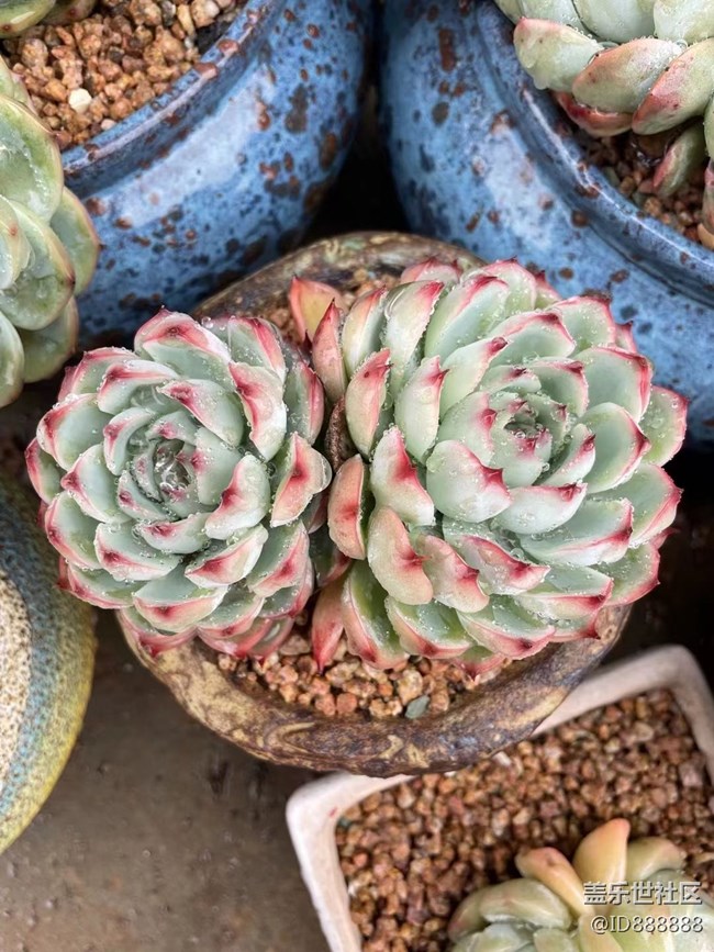 【浪漫的盡頭】雨后小肉