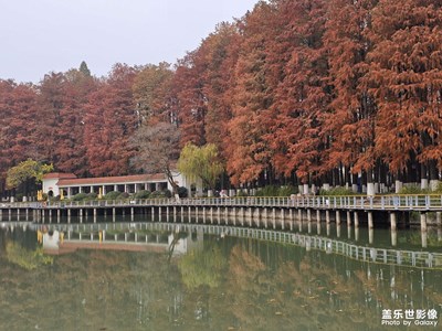 層林盡染