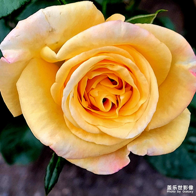 【難忘2023】+月季花