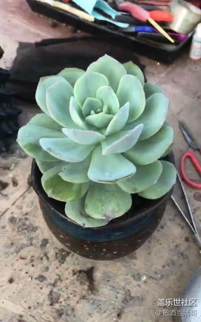 【浪漫的盡頭】肉肉