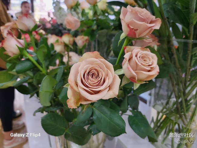 #冬日印象—美麗的花卉