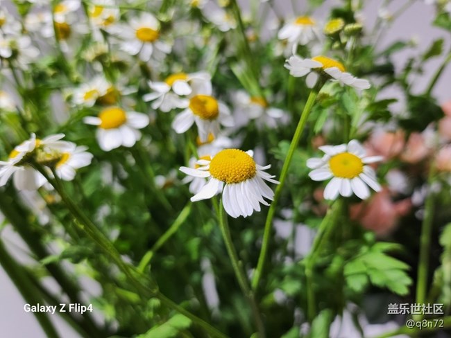 #冬日印象—美麗的花卉