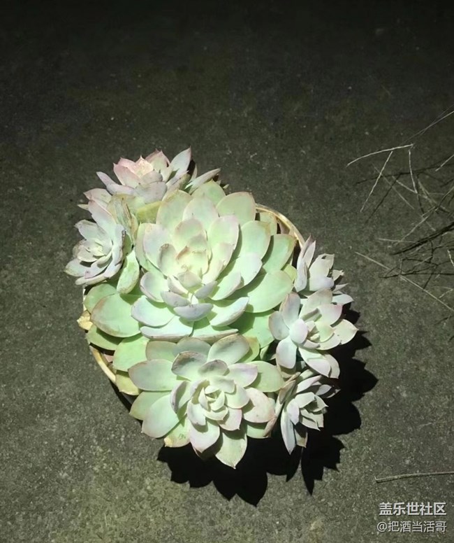 【浪漫的盡頭】肉肉