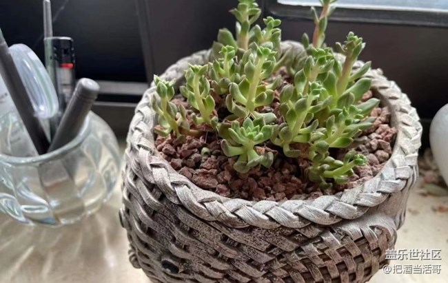 【浪漫的盡頭】肉肉