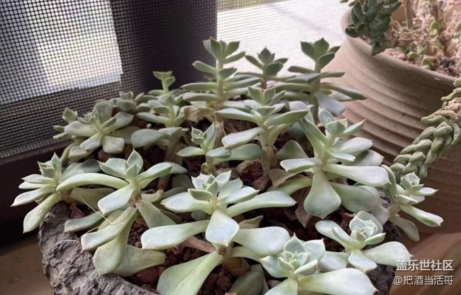 【浪漫的盡頭】肉肉