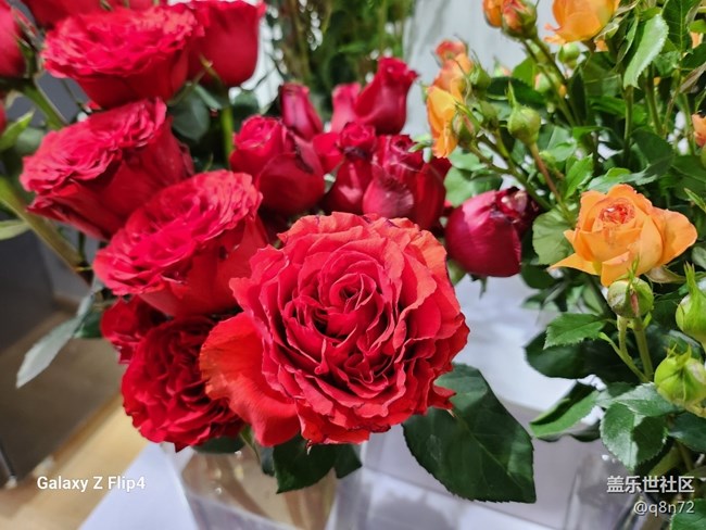 #冬日印象—美麗的花卉