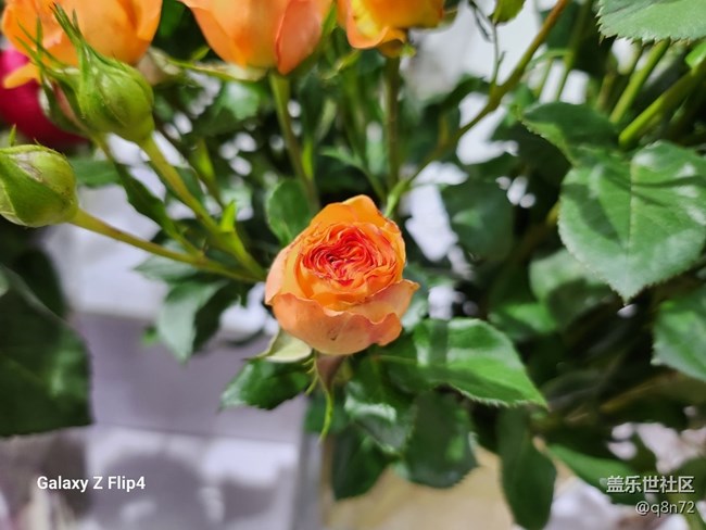 #冬日印象—美麗的花卉