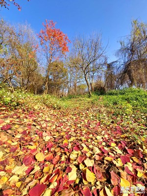 【辭舊迎新】歲歲年年葉紅時(shí)