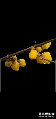 百花艷時(shí)恰逢時(shí)，人生從來(lái)來(lái)時(shí)歡。