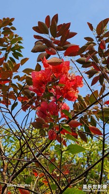 紅葉