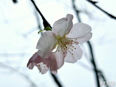 【浮光掠影】櫻園春早