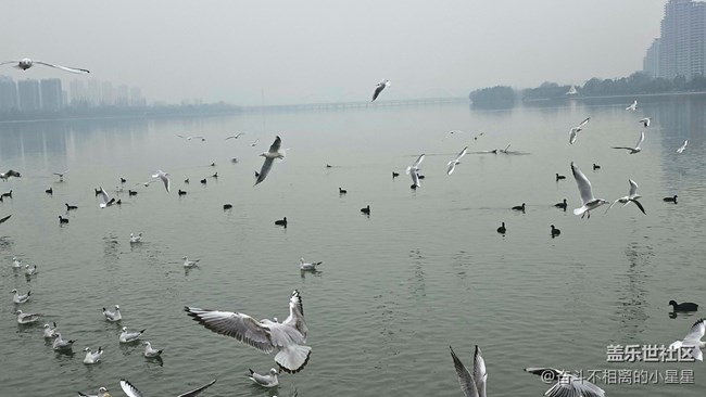 我和海鷗有個約會