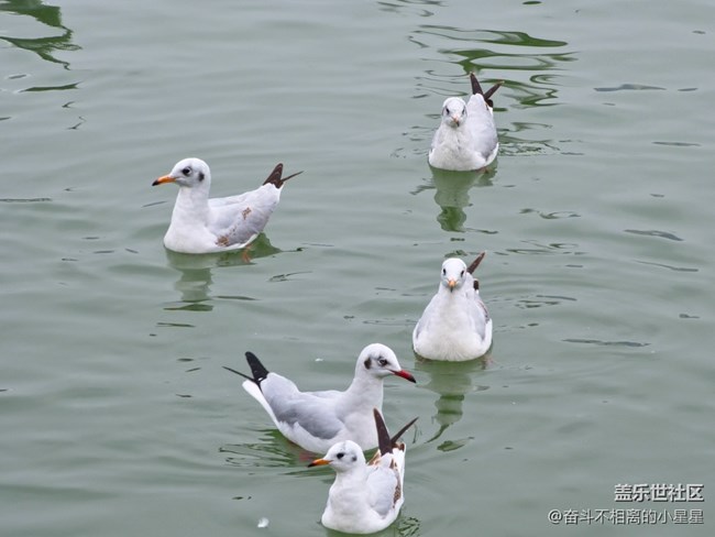 我和海鷗有個約會
