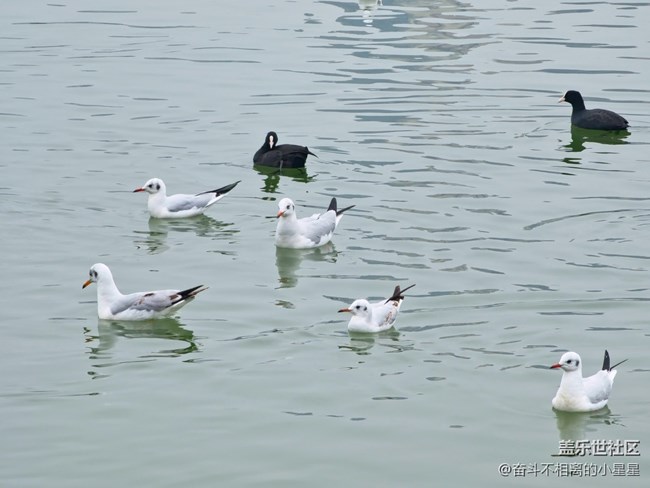 我和海鷗有個約會