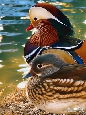 【浮光掠影】+浮光躍金