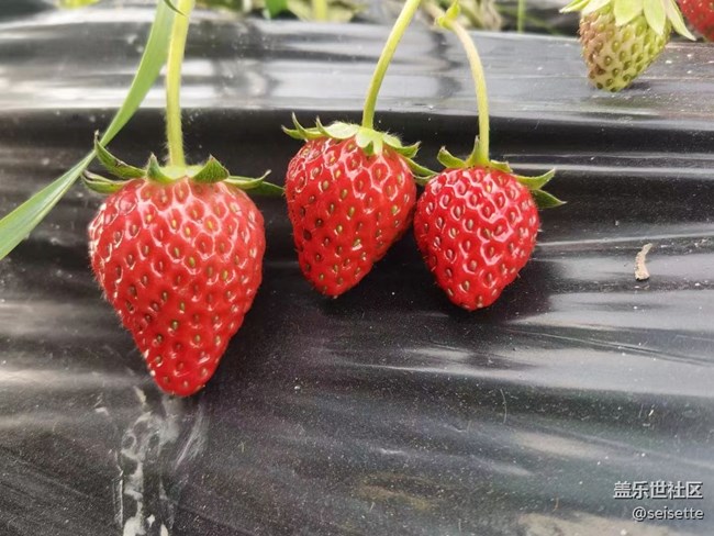 【冬日物语】草莓季