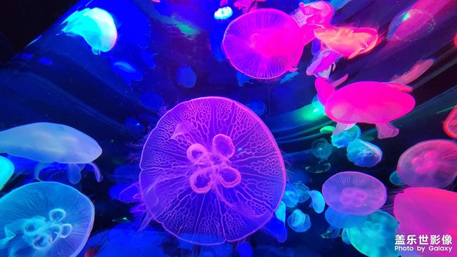 精品大咖秀 第三十期:春節(jié)倒計時 精品大咖秀 第三十期:春節(jié)倒計時