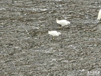【浮光掠影】一行白鷺上青天