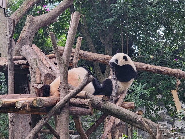 可愛的萌貓，愉快的旅行，難忘的記憶。