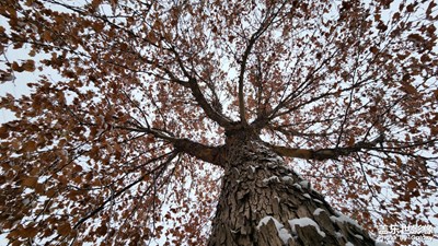 【定格身邊的美】+雪