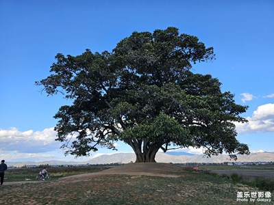 【定格身邊的美】+綠意盎然的南國之旅