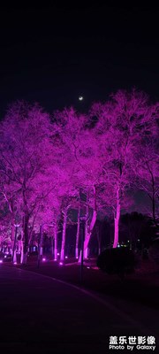 月上柳梢頭，冬天版