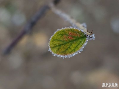 【定格身邊的美】霜